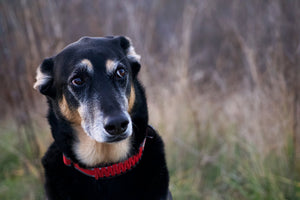Help Us Finance the SFSPCA